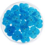 Resin Coaster Real Flower Hydrangea Blue 10cm