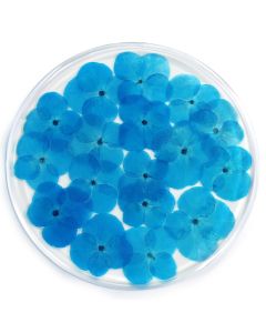 Resin Coaster Real Flower Hydrangea Blue 10cm