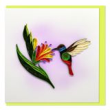 Quilled Card Hummingbird, Honeyeater